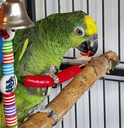 Hur länge lever en amazon papegoja